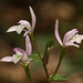 Triphora trianthophora (Three-birds orchid)