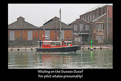 Whaling on the Ouse? - 15.11.2012