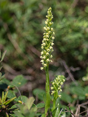 Pseudorchis straminea (Newfoundland orchid or Vanilla-scented Bog orchid)
