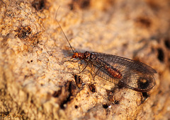 Rusty Lacewing