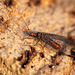 Rusty Lacewing