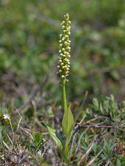 Pseudorchis straminea (Newfoundland orchid or Vanilla-scented Bog orchid)
