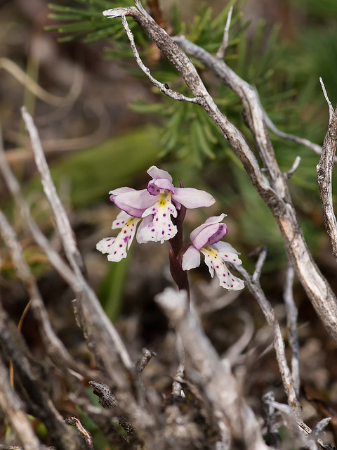 Amerorchis rotundifolia (Roundleaf orchid)