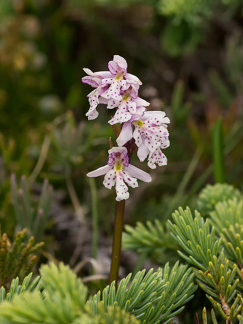 Amerorchis rotundifolia (Roundleaf orchid)