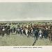Cattle on the Cochrane Ranch, Western Canada.