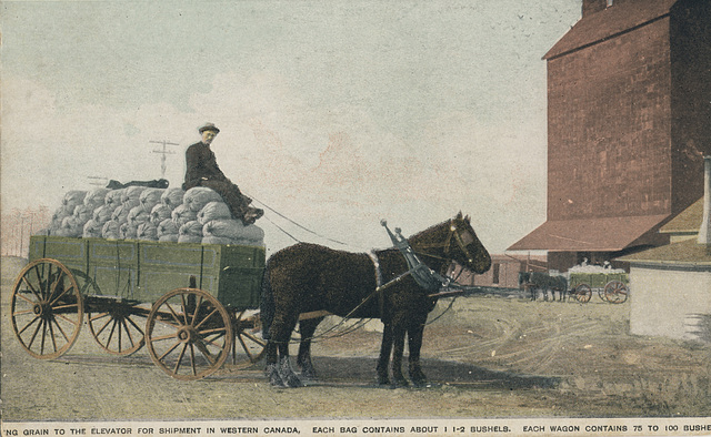 Hauling Grain to the Elevator for Shipment in Western Canada.