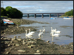 swans in the harbour