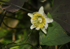 Passiflora biflora (2)