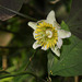 Passiflora biflora (2)