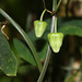 Passiflora biflora (4)
