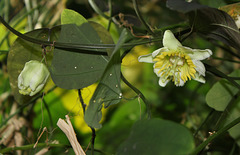 Passiflora biflora (5)