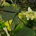 Passiflora biflora (5)