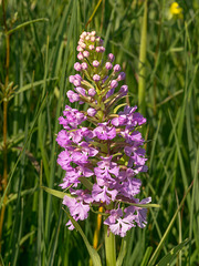 Platanthera psycodes (Small Purple Fringed orchid)