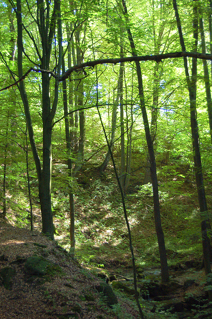 arbolumo en senarbejo (Waldlicht in Lichtung)