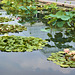 The Waterlily Pond – New York Botanical Garden, New York, New York