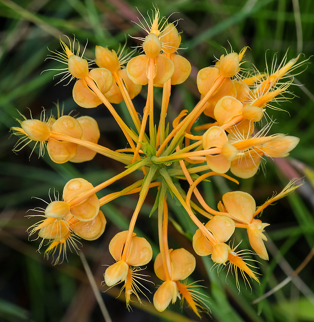 Platanthera ciliaris (Yellow Fringed orchid) from above