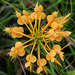 Platanthera ciliaris (Yellow Fringed orchid) from above