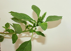 Amaranthus hybridus (2)