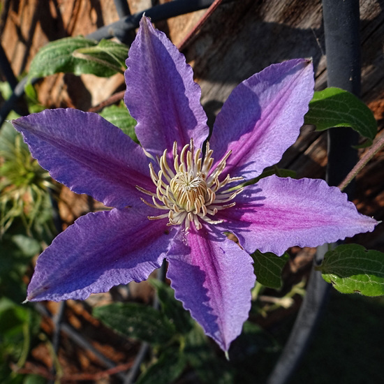 Clematis 'Incence'