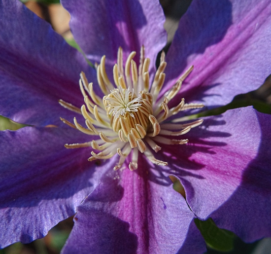 Clematis 'Incence'