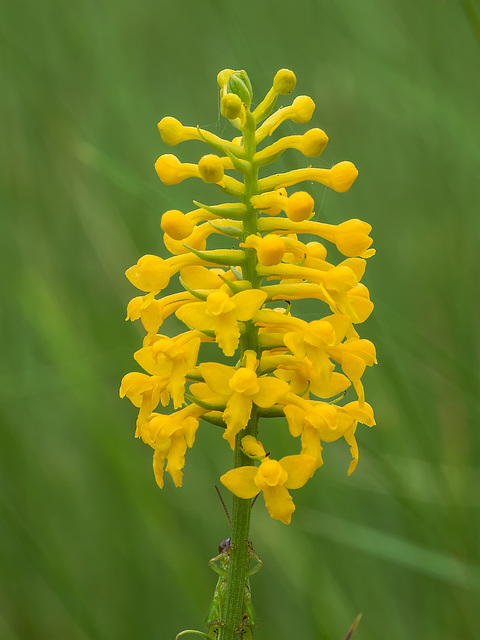 Gymnadeniopsis integra (Yellow Fringeless orchid) + grasshopper