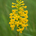 Gymnadeniopsis integra (Yellow Fringeless orchid) + grasshopper