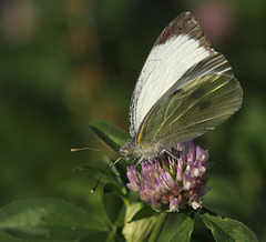 Large White (Pieris brassicae) butterfly