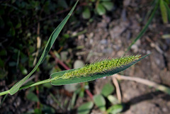 Setaria viridis (3)
