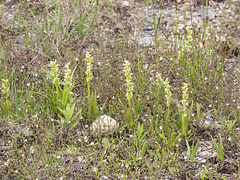 Platanthera aquilonis beside the parking lot at the motel