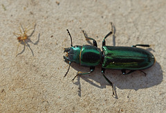 Temnoscheila chlorodia - a bark gnawing beetle