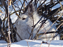 Snowshoe Hare in hiding