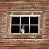 A face at the window, but not an owl : )