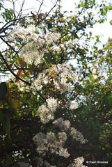 20090226-0307 Clematis hedysarifolia DC.