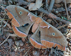 Polyphemus Moth - Antheraea polyphemus- female
