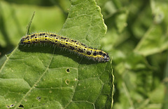 Large White (Pieris brassicae) caterpillar