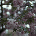 double cherry blossoms 04