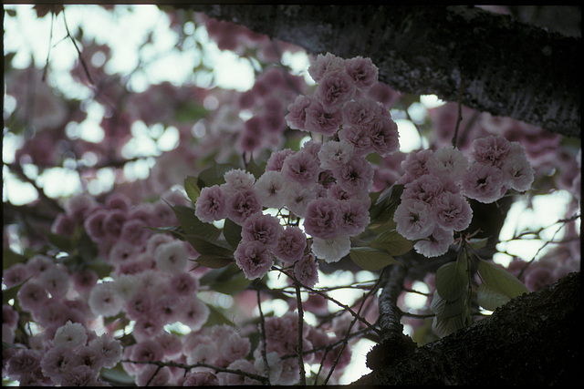 double cherry blossoms 03