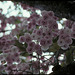 double cherry blossoms 03