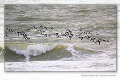 Oystercatchers in flight at Cuckmere Haven - 19.11.2012