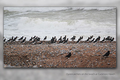 Oystercatchers on the beach at Cuckmere Haven - 19.11.2012