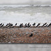 Oystercatchers on the beach at Cuckmere Haven - 19.11.2012