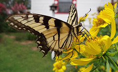 A beautiful but tattered and weary Tiger Swallowtail butterfly