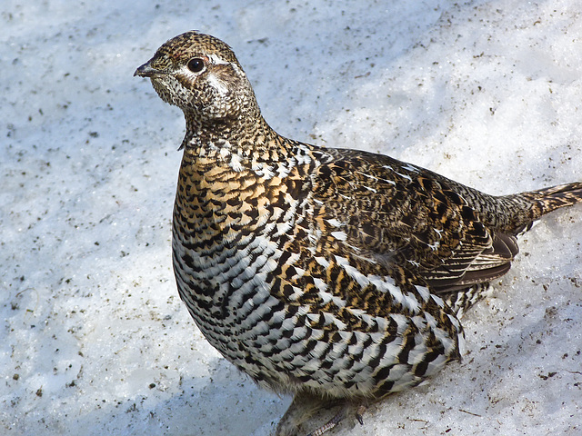 Spruce Grouse in all her finery