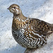 Spruce Grouse in all her finery