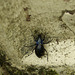 Violet Ground Beetle