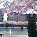 Sakura, cherry blossom Stockholm, Sweden