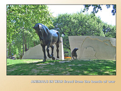 Animals in War horse & dog freed from the bonds of war