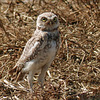 Young Burrowing Owl