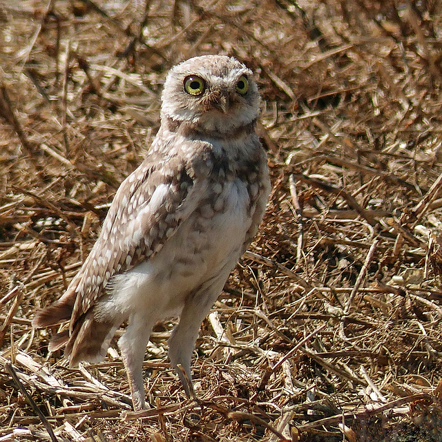 Young Burrowing Owl