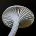 Just a little mushroom